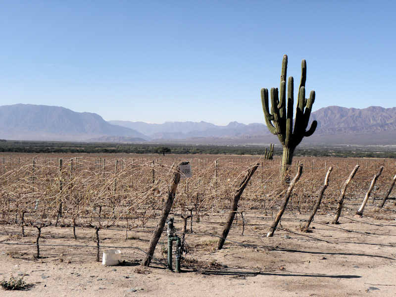 Paisaje vitivinícola de Cafayate, Salta