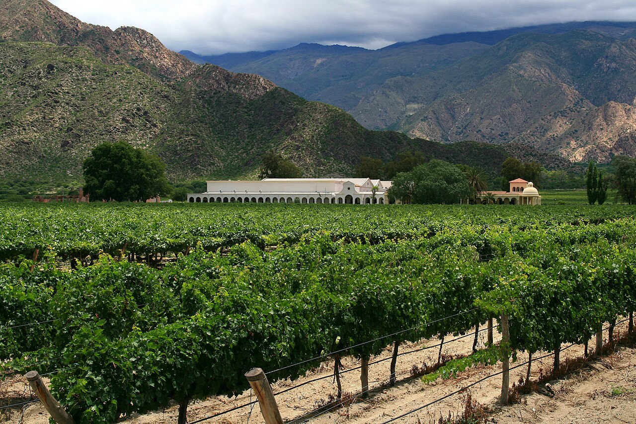 Viñedos cerca de Cafayate, Salta